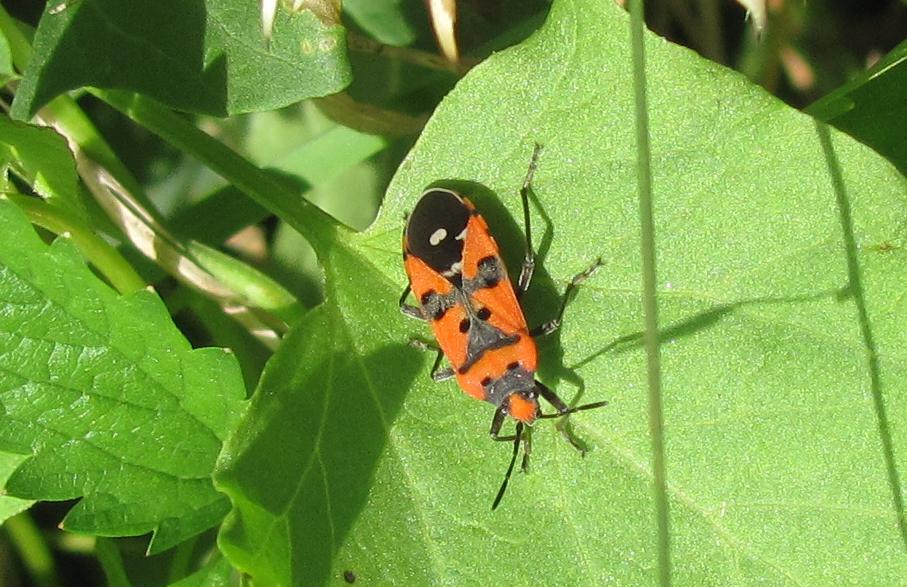 Lygaeus equestris? No, L. simulans